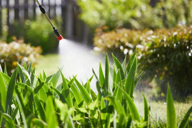 24/7 Emergency Ant Control experts in St. Paul, TX
